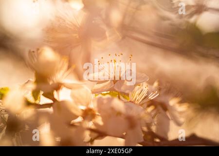 Wunderschöner blühender Weißdorn im Frühling Stockfoto