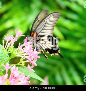 Tropischer oder subtropischer Schmetterling Stockfoto