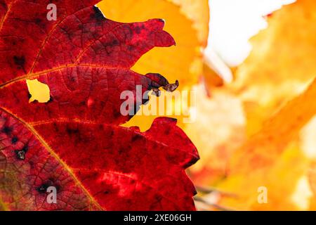 Weinblätter im Herbst Stockfoto
