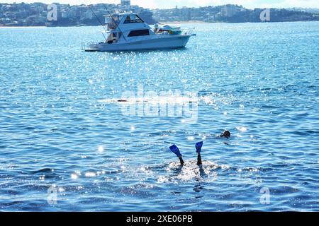 Im Cabbage Tree Bay Aquatic Reserve in der Nähe des Fairy Bower Ocean Pool in Manly, Sydney, Australien, ragen Taucher und Flossen aus dem Wasser Stockfoto