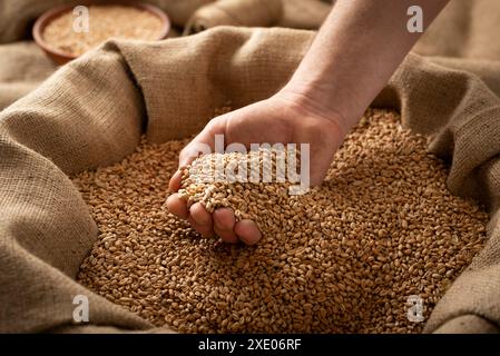 Kaukasischer Mann, der Weizenkörner in den Händen über einem Sackleinen zeigt Stockfoto