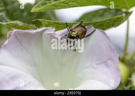 Der Japanische Käfer (Popillia japonica) ist eine Art des Karabinkäfers am Morgen Stockfoto
