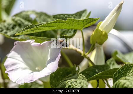 Der Japanische Käfer (Popillia japonica) ist eine Art des Karabinkäfers am Morgen Stockfoto