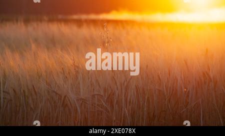 Verschwommene Ähren von Weizen und leuchtend orange Sonne, die am Abend auf dem Feld scheint. Geringe Schärfentiefe, selektiver Fokus. Stockfoto