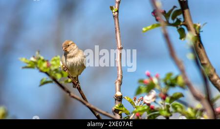 Ein Spatz sitzt auf einem Ast eines blühenden Apfelbaums und schaut aus nächster Nähe nach unten. Stockfoto