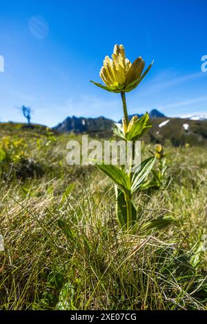 Gefleckter Enzian (Gentiana punctata). Großarl, Salzburg, Österreich Stockfoto