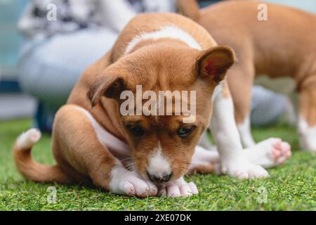Niedlicher Basenji-Hund, der zu Hause auf dem grünen Boden liegt Stockfoto