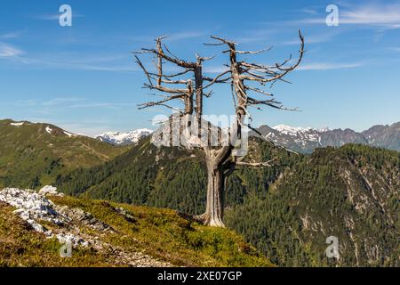 Tote Zirbe auf dem Almenweg durch das Salzburgerland. Großarl, Salzburg, Österreich Stockfoto