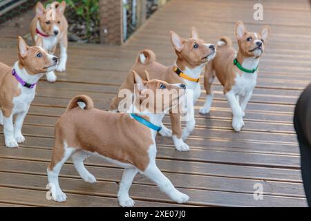 Basenji-Hund süße Welpen, die draußen laufen und nach oben schauen Stockfoto