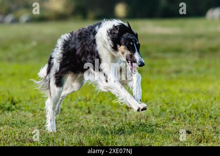 Borzoi-Hund läuft auf dem Feld auf Köder-Coursing-Wettbewerb Stockfoto