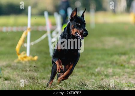 Dobermann ist auf dem Feld auf der Lockkurse Stockfoto