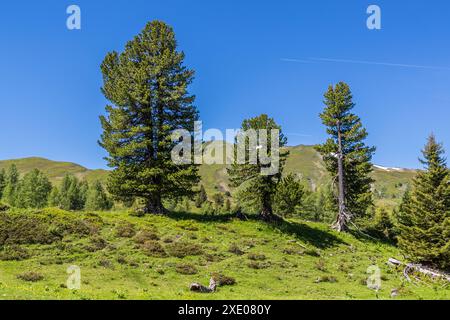 Wanderung auf dem Almenweg durch das Salzburgerland, Großarl, Salzburg, Österreich Stockfoto