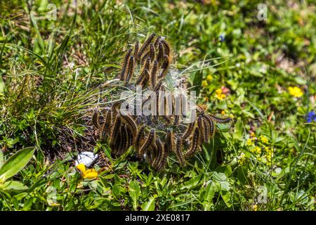 Wanderung auf dem Almenweg durch das Salzburgerland, Großarl, Salzburg, Österreich Stockfoto