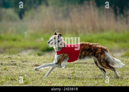 Borzoi-Hund im roten Hemd läuft und jagt Köder auf dem Feld auf Coursing-Wettkampf Stockfoto