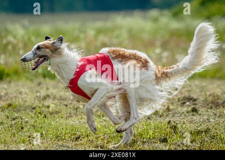 Borzoi-Hund im roten Hemd läuft und jagt Köder auf dem Feld auf Coursing-Wettkampf Stockfoto