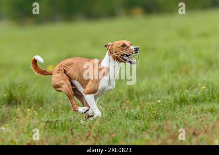 Junger Basenji-Hund, der im Sommer auf dem Feld läuft, bei einem Köder-Kurs-Wettbewerb Stockfoto