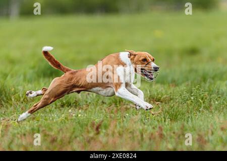 Junger Basenji-Hund, der im Sommer auf dem Feld läuft, bei einem Köder-Kurs-Wettbewerb Stockfoto