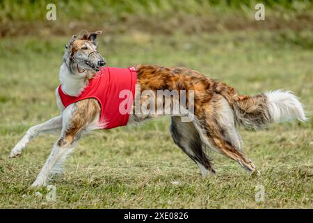 Borzoi-Hund im roten Hemd läuft und jagt Köder auf dem Feld auf Coursing-Wettkampf Stockfoto