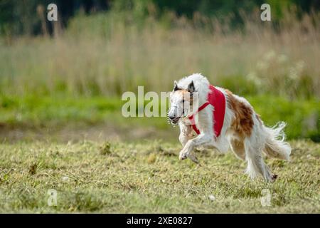 Borzoi-Hund im roten Hemd läuft und jagt Köder auf dem Feld auf Coursing-Wettkampf Stockfoto