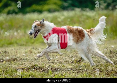 Borzoi-Hund im roten Hemd läuft und jagt Köder auf dem Feld auf Coursing-Wettkampf Stockfoto