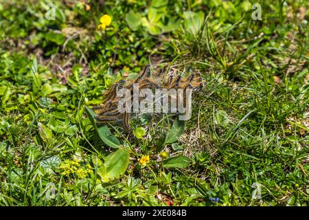 Wanderung auf dem Almenweg durch das Salzburgerland, Großarl, Salzburg, Österreich Stockfoto