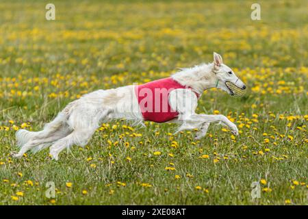 Borzoi-Hund im roten Hemd läuft und jagt Köder auf dem Feld auf Coursing-Wettkampf Stockfoto