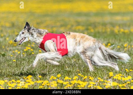 Borzoi-Hund im roten Hemd läuft und jagt Köder auf dem Feld auf Coursing-Wettkampf Stockfoto