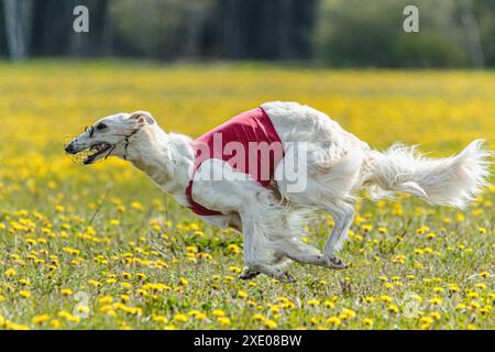 Borzoi-Hund im roten Hemd läuft und jagt Köder auf dem Feld auf Coursing-Wettkampf Stockfoto