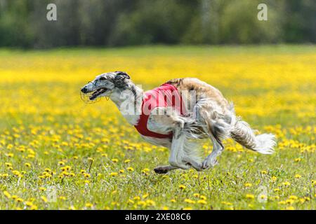 Borzoi-Hund im roten Hemd läuft und jagt Köder auf dem Feld auf Coursing-Wettkampf Stockfoto