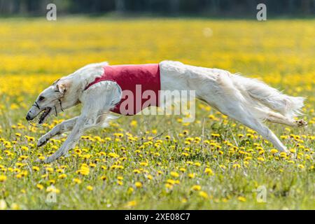 Borzoi-Hund im roten Hemd läuft und jagt Köder auf dem Feld auf Coursing-Wettkampf Stockfoto