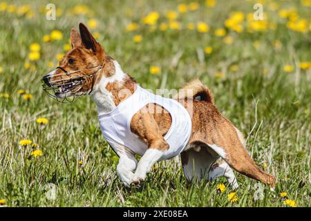 Basenji-Hund läuft in weißer Jacke auf dem Coursing-Feld beim Wettkampf im Sommer Stockfoto