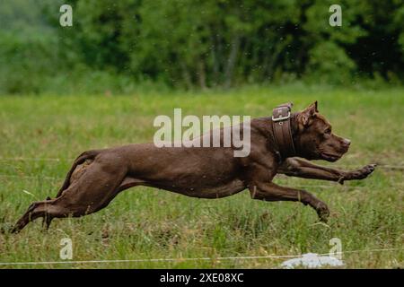 Pit Bull Terrier hob sich während des Rennens vom Boden ab und lief direkt in die Kamera Stockfoto