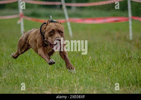 Pit Bull Terrier hob sich während des Rennens vom Boden ab und lief direkt in die Kamera Stockfoto
