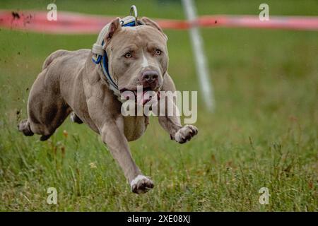 Pit Bull Terrier hob sich während des Rennens vom Boden ab und lief direkt in die Kamera Stockfoto