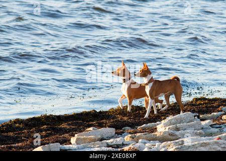 Zwei Basenji-Hunde beobachten am Ufer des Meeres Stockfoto