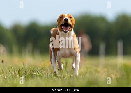 Basenji-Welpe, das erste Mal auf dem Spielfeld Stockfoto