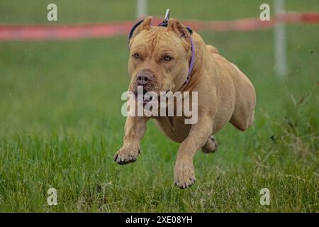 Pit Bull Terrier hob sich während des Rennens vom Boden ab und lief direkt in die Kamera Stockfoto