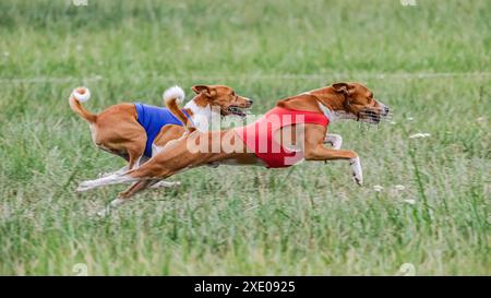 Zwei Basenji-Hunde in roten und blauen Hemden laufen auf dem Feld auf Köderwettbewerb Stockfoto