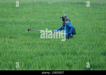 Ein Bauer schneidet Gras in seinen Reisfeldern, damit der Reis in der Provinz Nakhon Sawan nördlich von Bangkok wächst und produktiver wird. (Foto: Chaiwat Subprasom / SOPA Images/SIPA USA) Stockfoto