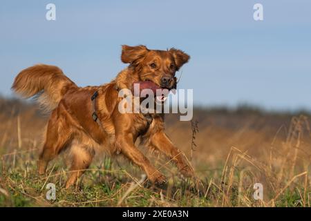 Golden Retriever Stockfoto