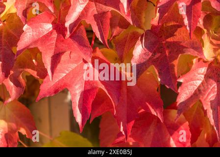 Dreizackige Blätter von Virginia Creeper - Nahaufnahme Stockfoto