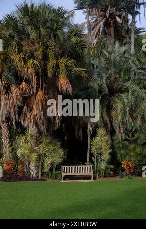 Ein Wald aus hohen Palmen in den Royal Botanic Gardens Sydney in Farm Cove mit einer Holzbank in einer Nische aus Laub am Rasenrand Stockfoto