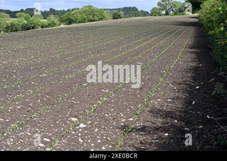 Landwirtschaftliches Feld und Blick in der Nähe von Midsomer Norton, Somerset, England mit Reihen sehr junger Pflanzen, die gerade aus dem Boden auftauchen Stockfoto