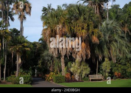 Royal Botanic Garden Sydney at Farm Cove, eine Holzbank, eingebettet unter einem dichten Wald von hohen Palmen in der, eine Mable-Statue entlang eines Spazierweges. Stockfoto