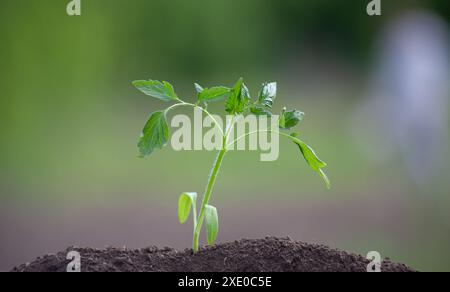 Aus dem Boden wächst ein kleiner Tomatenkeimling. Stockfoto