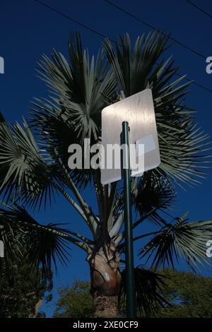 Hellgrüne Fächerpalmen und ein silbernes Straßenschild vor dem blauen australischen Himmel Stockfoto