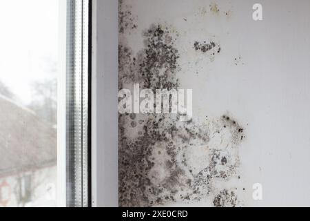 Pilz an der Wand neben dem Fenster. Schwarzer Pilz bedeckt die weiße Wand und das Fenster. Stockfoto