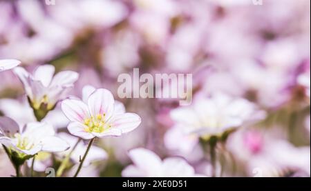 Zarte weiße rosa Blüten von Saxifrage-Moos im Frühlingsgarten Stockfoto