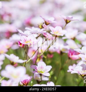 Zarte weiße rosa Blüten von Saxifrage-Moos im Frühlingsgarten Stockfoto