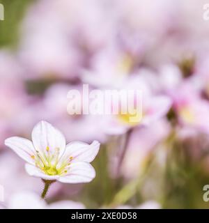 Zarte weiße rosa Blüten von Saxifrage-Moos im Frühlingsgarten Stockfoto